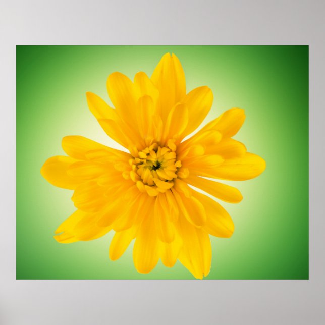 Yellow flower poster (Front)
