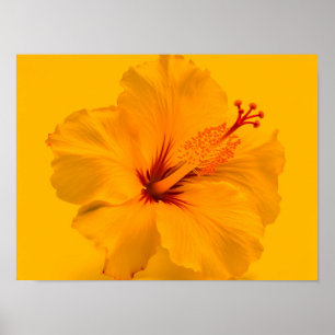 Yellow Flower Poster