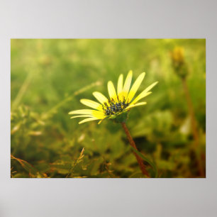 Yellow flower poster