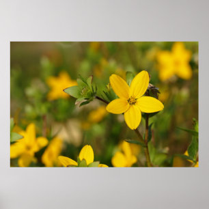 Yellow Flower Poster
