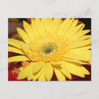 Yellow Flower Sunflower Postcard