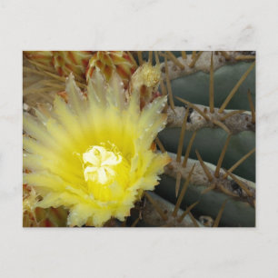 Yellow Flowering Cactus Postcard