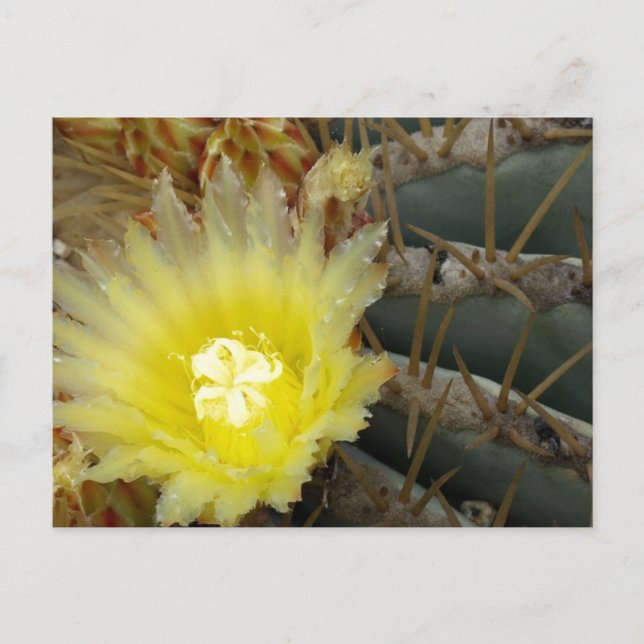 Yellow Flowering Cactus Postcard (Front)