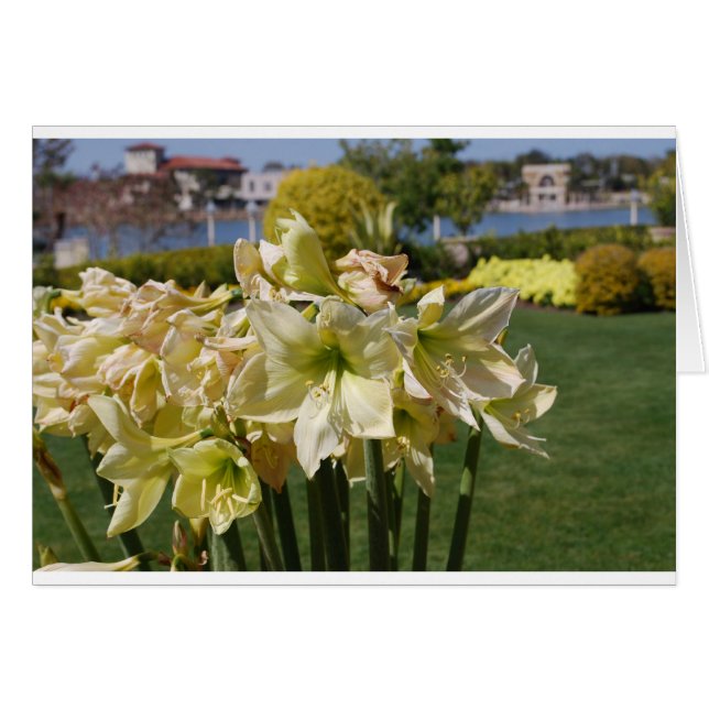 Yellow Flowers (Front Horizontal)