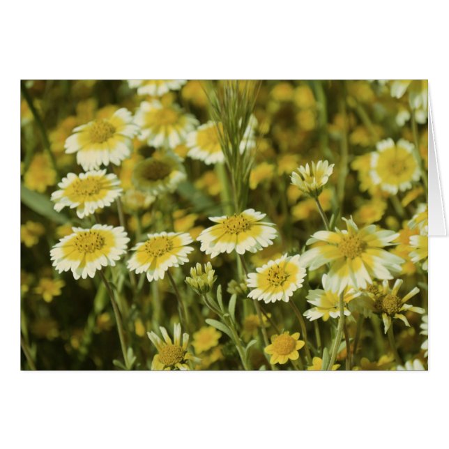 Yellow Flowers (Front Horizontal)