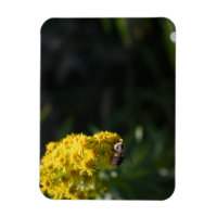 Yellow Flowers Bee Bumblebee Nature Photography