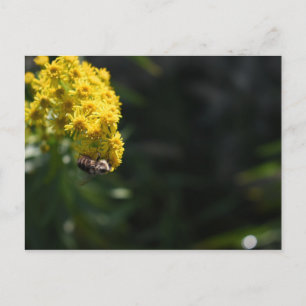 Yellow Flowers Bee Bumblebee Nature Photography Postcard