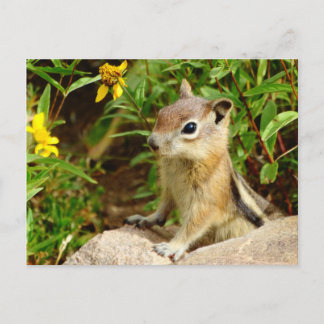 Yellow Flowers Chipmunk Postcard