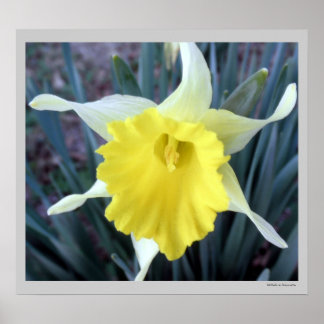 Yellow Flowers Daffodils Daffodil Flower Photo Poster