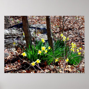 Yellow Flowers Daffodils in the Woods Photo Poster