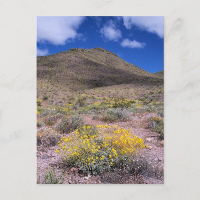 Yellow Flowers in Death Valley Postcard (Front)
