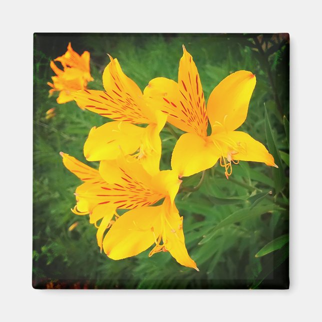 Yellow flowers magnet (Front)