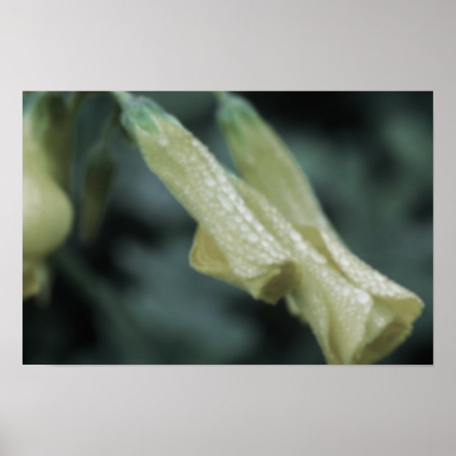 Yellow Flowers - Morning Dew Poster (Front)