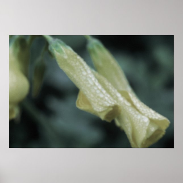 Yellow Flowers - Morning Dew Poster (Front)