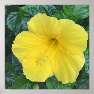 Yellow Flowers Photo Poster