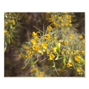 Yellow Flowers Photo Print