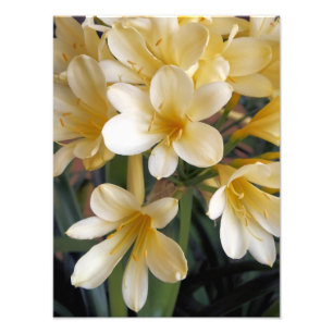 YELLOW FLOWERS PHOTO PRINT