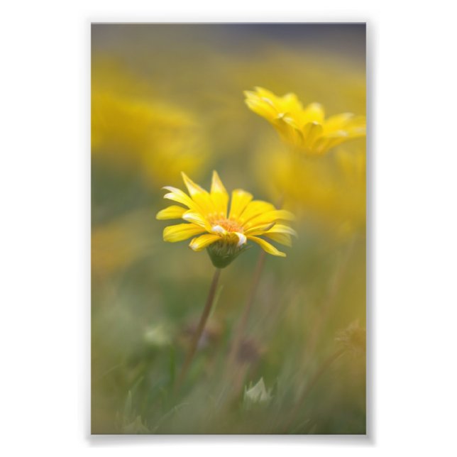 Yellow Flowers Photo Print (Front)