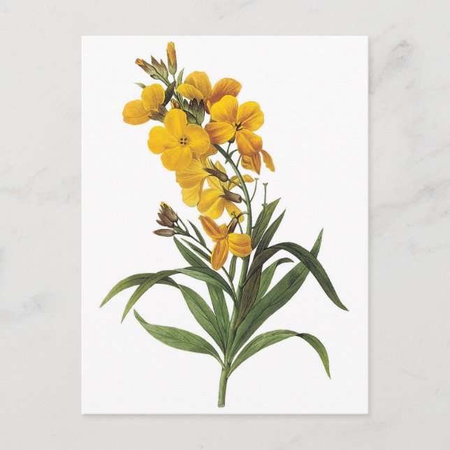 Yellow flowers,Pierre Joseph Redouté Postcard (Front)