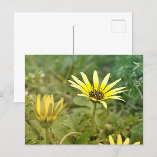 Yellow flowers postcard