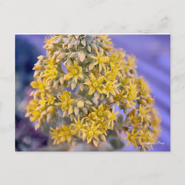Yellow Flowers Postcard (Front)