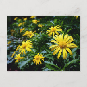 Yellow Flowers Postcard