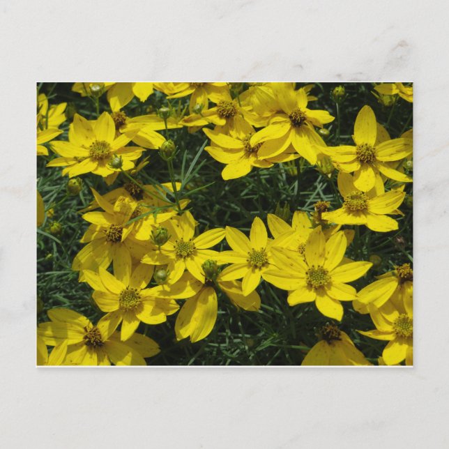 Yellow Flowers Postcard (Front)