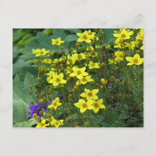 yellow flowers postcard