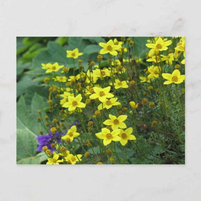 yellow flowers postcard (Front)