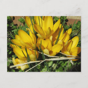 Yellow Flowers Postcard