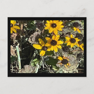Yellow Flowers Postcard w/Black Border