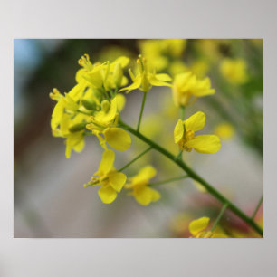 Yellow Flowers Poster