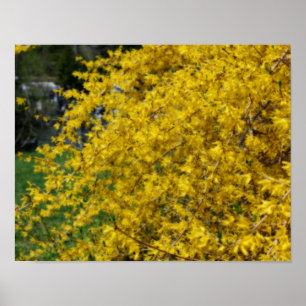 Yellow Forsythia Flower Poster