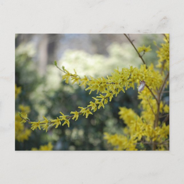 Yellow Forsythia Photo Post Card (Front)