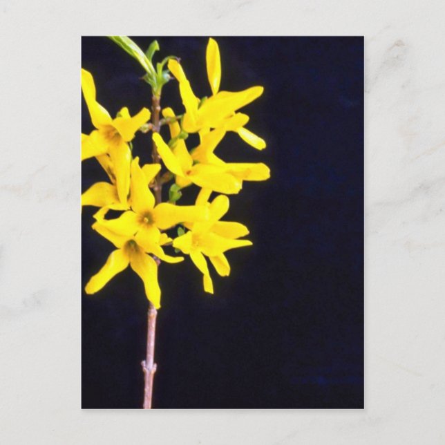 Yellow Forsythia Twig flowers Postcard (Front)