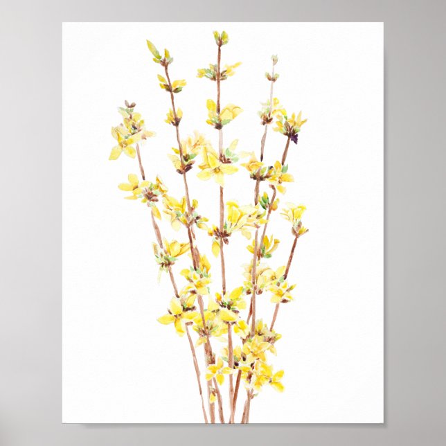 yellow forsythia watercolor painting  poster (Front)