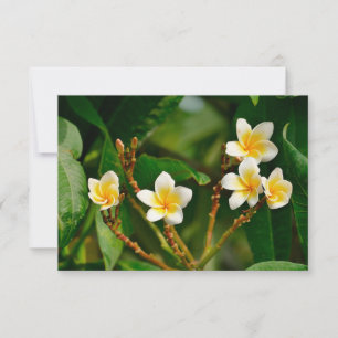 Yellow Frangipani