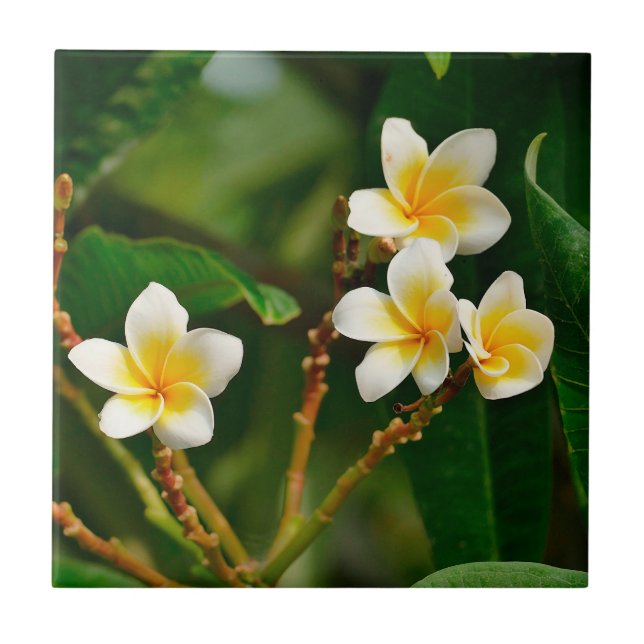 Yellow Frangipani Ceramic Tile (Front)
