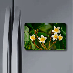 Yellow Frangipani Magnet