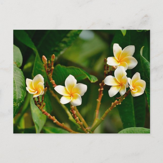 Yellow Frangipani Postcard (Front)