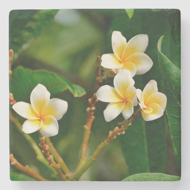 Yellow Frangipani Stone Coaster (Front)