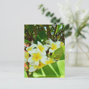 Yellow Frangipanis Growing On A Tree, Postcard
