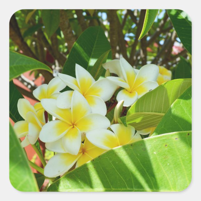 Yellow Frangipanis Growing On A Tree, Square Sticker (Front)