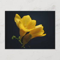 Yellow Freesia Blossoms Postcard