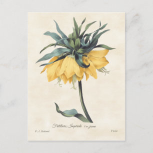 Yellow Fritillaria Vintage Botanical Postcard