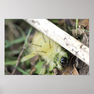 Yellow fuzzy caterpillar poster