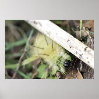Yellow fuzzy caterpillar poster
