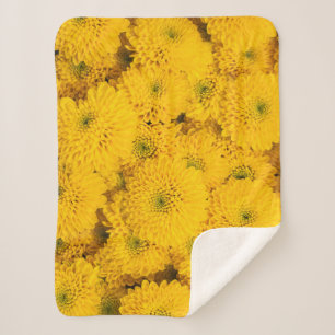 Yellow garden asters mums chrysanthemums flower  sherpa blanket