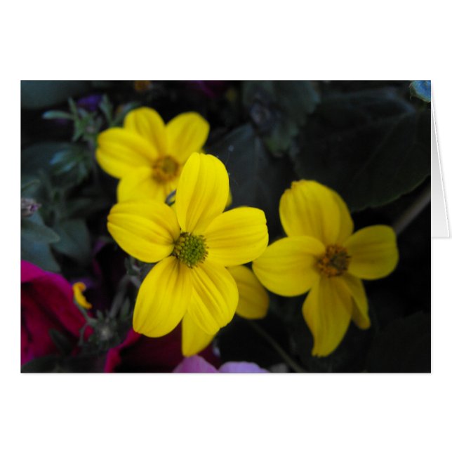 yellow garden flowers (Front Horizontal)