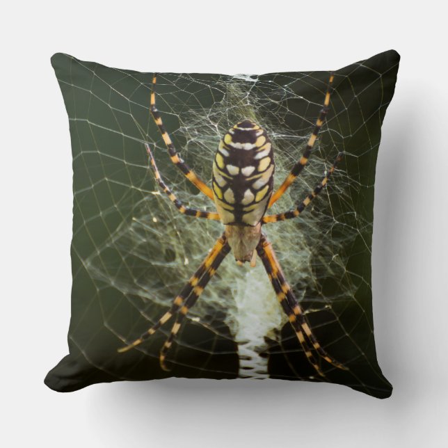 Yellow garden spider on web in dark cushion (Front)